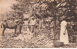 Antilles - TRINIDAD - Opening Cocoa Pods - Trinidad