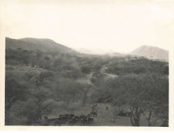 Photo - Inde - Troupe De Sangliers à UDAÏPUR - Format 11 X 8,5 Cm - Inde