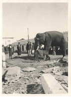 Photo - Inde - UDAIPUR - La Courtyard - Eléphant - Format 8,5 X 11 Cm - India