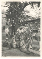 Photo - Inde - UDAIPUR - Les Singes Au Royal Crematorium Ou Sont Les Cénotaphes Des Maharanas - Format 8,5 X 11 Cm - India