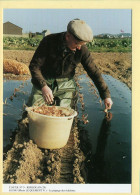 Le Piquage Des échalotes / KERLOUAN (29) (LE QUEMENT N.) C.M.T.B. N° 5 / 400 Exemplaires (CARTOUEST) - Farmers