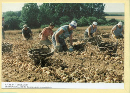 Le Ramassage Des Pommes De Terre / GUICLAN (29) (CALVEZ H.) C.M.T.B. N° 7 / 400 Exemplaires (CARTOUEST) - Paesani