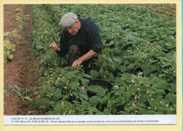 Pierrot QUENTEL Effectue Sa Dernière Récolte De Haricots Verts Avant La Transformation Du Champs En Lotissement ,,, - Paysans