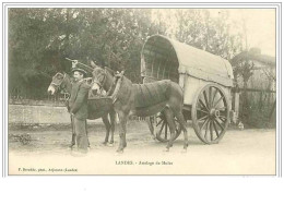 40.LANDES.ATTELAGE DE MULLES. - Autres & Non Classés