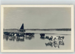 10046221 - Tiere-Rinder/Kuehe Kuehe Im  Hochwasser Foto - Stiere