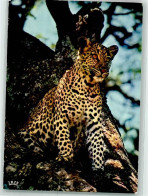 39436821 - Leopard Afrikanische Fauna - Lions