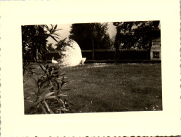 Photographie Photo Vintage Snapshot Amateur Paon Roue - Autres & Non Classés