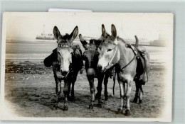 39151921 - Reiten Fuer Die Touristen Am Strand - Autres & Non Classés