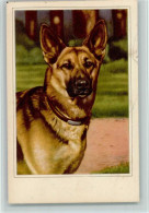 10526321 - Schaeferhunde Gute Erhaltung - Dogs