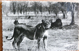 FAUNE AFRICAINE LIONS ET LIONNES DANS LA BROUSSE - Leones