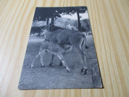 CPA Paris (75).Parc Zoologique Du Bois De Vincennes - Un élan Du Cap Et Son Petit. - Other & Unclassified