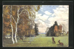 Künstler-AK Photochromie Nr. 2145: Rehe Und Birken  - Autres & Non Classés