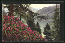 Künstler-AK Photochromie Nr. 778: Rhododendron Ferrugineum  - Other & Unclassified