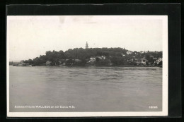 AK Wallsee /Donau, Blick Von Der Donau Auf Den Ort  - Sonstige & Ohne Zuordnung