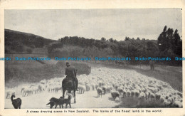 R133729 A Sheep Droving Scene In New Zealand. The Home Of The Finest Lamb In The - Monde