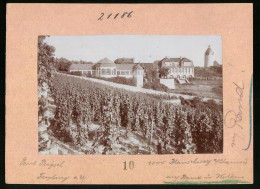 Fotografie Brück & Sohn Meissen, Ansicht Freyburg A. U., Blick Auf Das Hotel Edelacker  - Orte