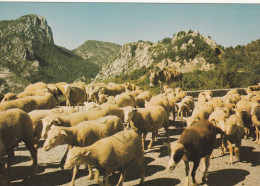 13 TROUPEAU DE MOUTONS Dans Les Alpilles - Otros & Sin Clasificación