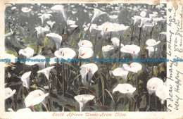 R136134 South African Weeds Arum Lilies. The G. W. W. Series - Welt