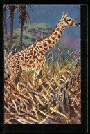 Künstler-AK Giraffe Im Hohen Gras Der Savanne  - Giraffen