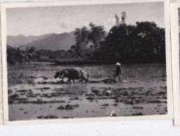 Photo De Particulier  1947 Asie Indochine Viet Nam Sud Annan Le Khanh Hua Labourage D'une Rizière  Réf 29278 - Asien