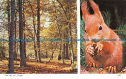 R137049 Forest Of Dean. Harvey Barton. Multi View - Wereld