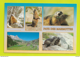 Pays Des MARMOTTES Marmotte Marmotta Mammifère Rongeur Vivant Entre 1400 Et 2700 M D'altitude - Autres & Non Classés