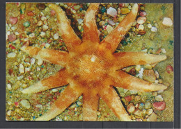 Sea Star, Solaster Sp., USSR Card,1975. - Poissons Et Crustacés