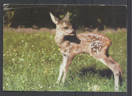 Roe Deer Fawn. - Sonstige & Ohne Zuordnung