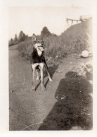 Photographie Vintage Photo Snapshot Chien Dog Berger Allemand Ombre - Other & Unclassified