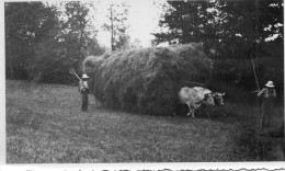 Photographie Vintage Photo Snapshot Attelage Charrette Foin Moisson Boeuf Paysan - Profesiones