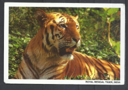 Royal Bengali Tiger, India - Tijgers