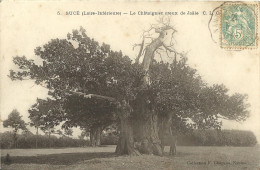 9623 CPA Sucé - Le Châtaignier Creux De Jaille - Sonstige & Ohne Zuordnung