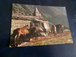 BELLE CARTE PHOTO ..."CHEVAUX EN MONTAGNE..AU DETOUR D'UN CHEMIN" - Paarden