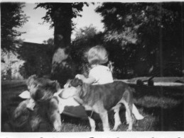 Photographie Vintage Photo Snapshot Chien Dog Pet Ours Peluche Teddy Bear - Andere & Zonder Classificatie