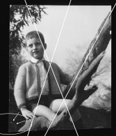 Orig. Foto 60er Jahre Hübscher Junge Sitzt Auf Dem Baum, Cute Young Boy  Sits On The Tree - Personas Anónimos