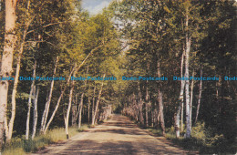 R137353 Road. Forest. Unknown Place. Mike Roberts - World