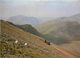 Trains - Trains - Snowdon Mountain Railway - Moutons - Royaume Uni - Angleterre - England - UK - United Kingdom - CPM -  - Treinen