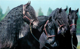 Format Spécial - 166 X 105 Mms - Animaux - Chevaux - Etat Carte Mal Découpée - Frais Spécifique En Raison Du Format - CP - Horses