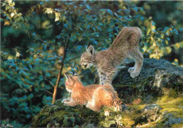 Animaux - Fauves - Lynx - Jeunes Lynx - CPM - Voir Scans Recto-Verso - Otros & Sin Clasificación