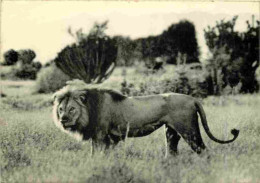 Animaux - Fauves - Lion - Parc National Albert - Vitshumbi Plaine Du Lac Edouard - Collection Des Parcs Nationaux Du Con - Leones