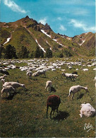 Animaux - Moutons - Le Mont Dore - Les Moutons Au Pied Du Sancy (1886 M.) - Au Premier Plan, Les Aiguilles Du Diable - C - Andere & Zonder Classificatie