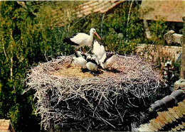 Animaux - Oiseaux - AlsaceNid De Cigognes - CPM - Voir Scans Recto-Verso - Vogels