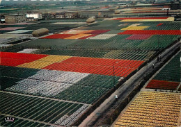 Pays-Bas - Nederland - Holland In Bloementooi - La Hollande En Parure De Fleurs - CPM - Voir Scans Recto-Verso - Weert