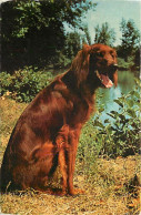 Chiens - CPM - Voir Scans Recto-Verso - Chiens