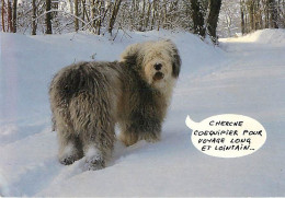 Chiens - CPM - Voir Scans Recto-Verso - Chiens