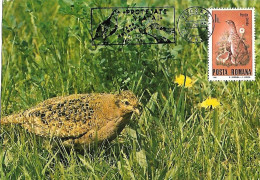 Rumania - Maximum Card 1985 :  Grey Partridge  -  Perdix Perdix - Hühnervögel & Fasanen