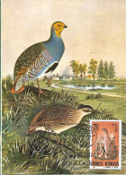 Rumania - Maximum Card 1985 :  Grey Partridge  -  Perdix Perdix - Hoendervogels & Fazanten