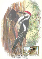 Rumania - Maximum Card 1985 :  Middle Spotted Woodpecker  -  Dendrocoptes Medius - Piciformes (pájaros Carpinteros)