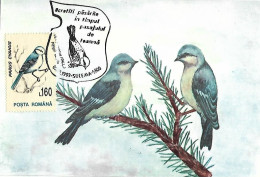 Rumania - Maximum Card 1993 :    Azure Tit  -  Cyanistes Cyanus - Songbirds & Tree Dwellers