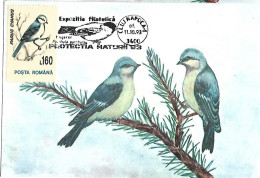 Rumania - Maximum Card 1993 :    Azure Tit  -  Cyanistes Cyanus - Songbirds & Tree Dwellers